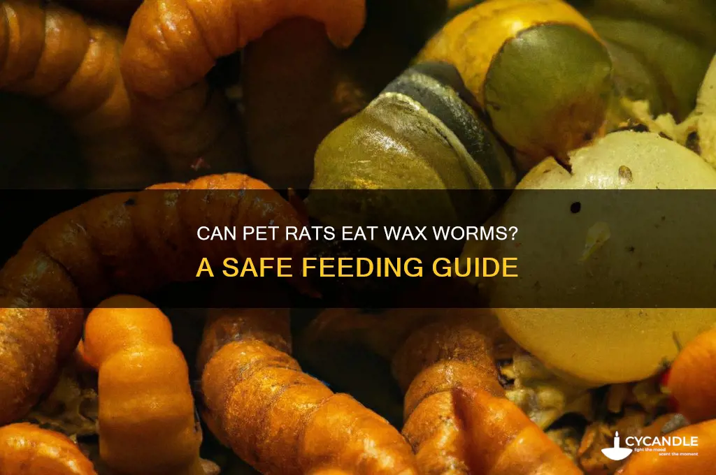 can you feed your pet rat wax worms