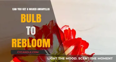 Reblooming Waxed Amaryllis: Tips to Encourage Your Bulb to Flower Again