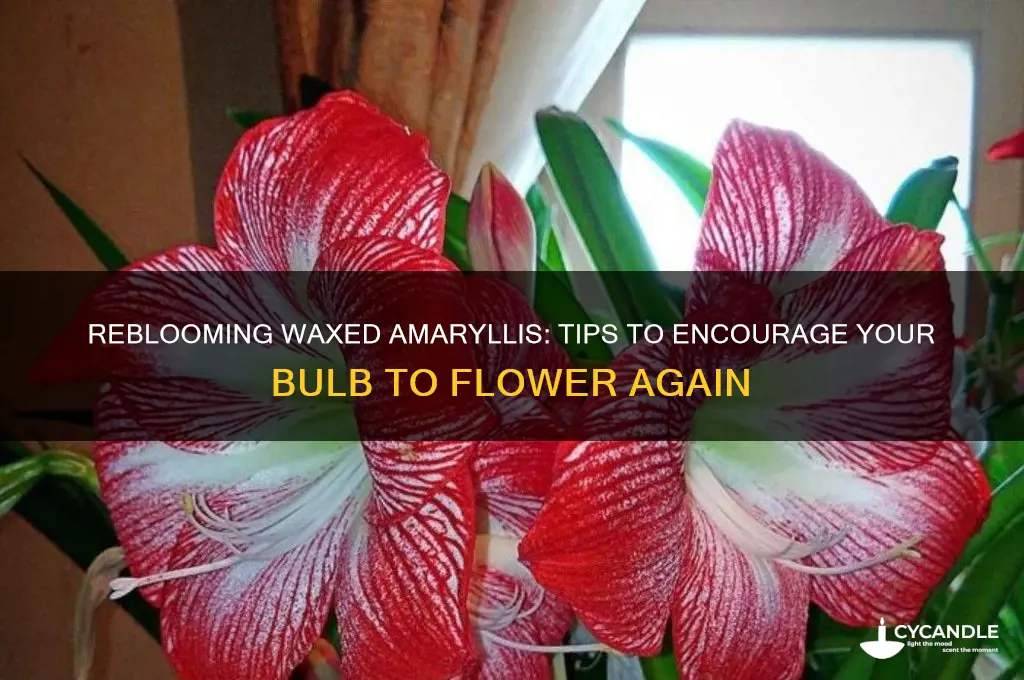 can you get a waxed amaryllis bulb to rebloom