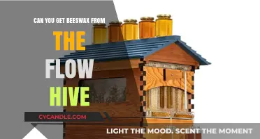 Harvesting Beeswax from Flow Hives: A Beginner's Guide to Extraction