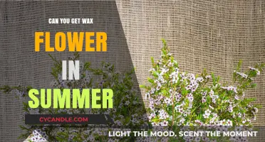 Summer Wax Flowers: Availability, Care, and Blooming Tips Revealed