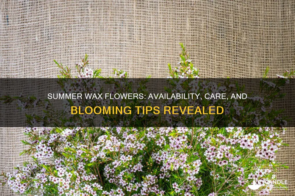 can you get wax flower in summer