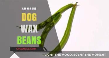 Can Dogs Eat Wax Beans? A Safe Feeding Guide for Pet Owners
