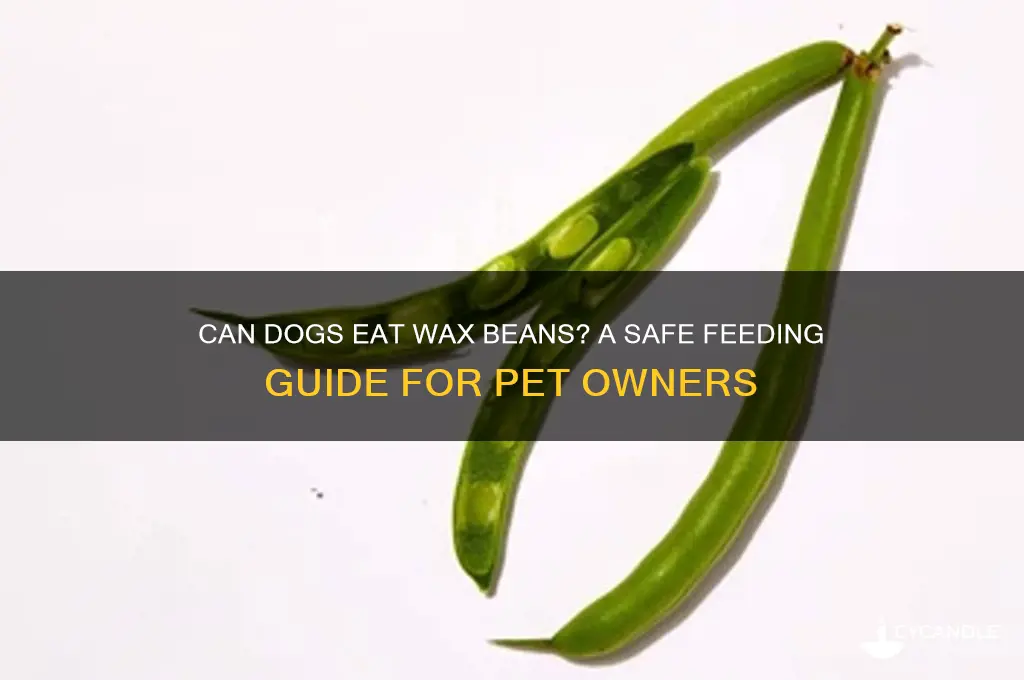 can you give dog wax beans