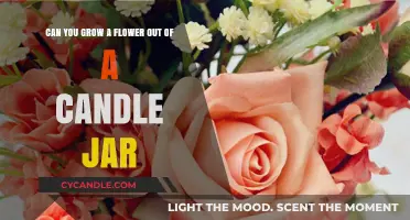 Growing Flowers in Candle Jars: A Creative Upcycling Guide