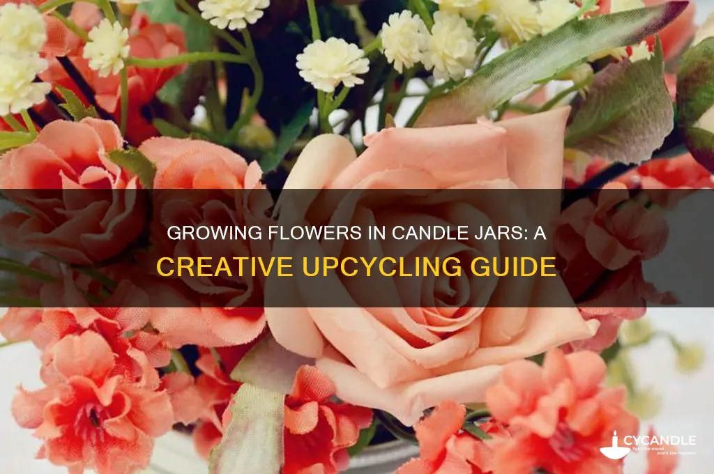 can you grow a flower out of a candle jar