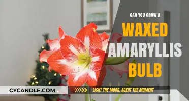 Growing Waxed Amaryllis Bulbs: Tips for Blooming Success