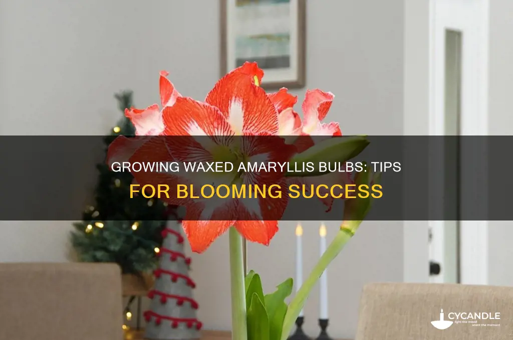 can you grow a waxed amaryllis bulb