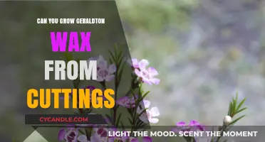 Propagating Geraldton Wax: A Guide to Growing from Cuttings