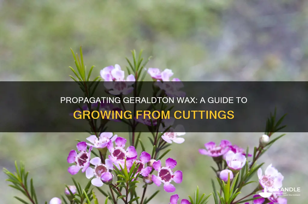 can you grow geraldton wax from cuttings