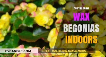 Growing Wax Begonias Indoors: Tips for Vibrant Blooms Year-Round