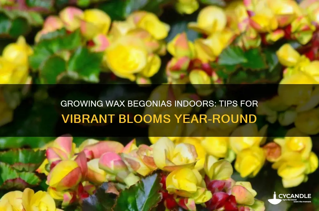 can you grow wax begonias indoors