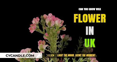 Growing Wax Flowers in the UK: Tips for Success