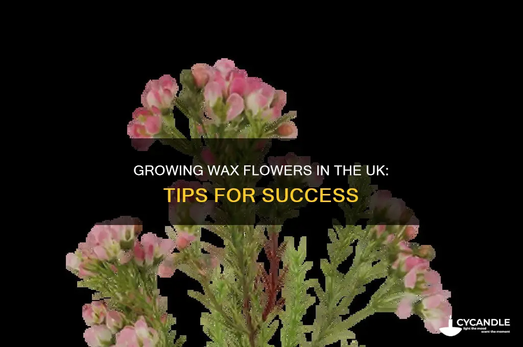 can you grow wax flower in uk