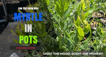 Growing Wax Myrtle in Pots: Tips for Container Gardening Success