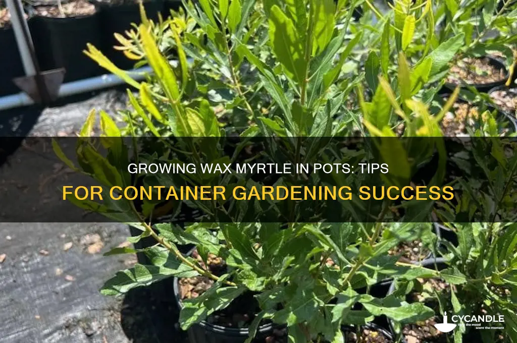 can you grow wax myrtle in pots