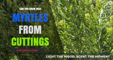 How to Successfully Propagate Wax Myrtles from Stem Cuttings