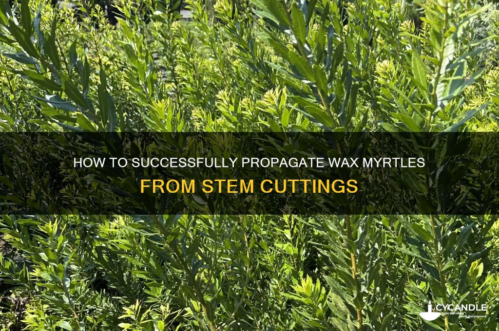 can you grow wax myrtles from cuttings