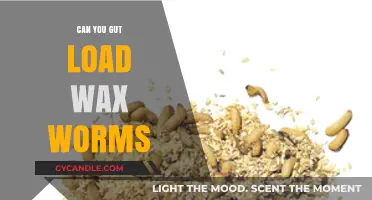 Gut Loading Wax Worms: Benefits, Techniques, and Best Practices