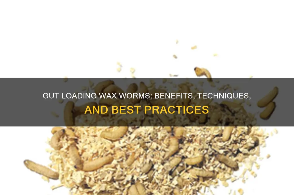 can you gut load wax worms