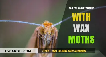 Harvesting Honey with Wax Moths: Risks, Benefits, and Best Practices