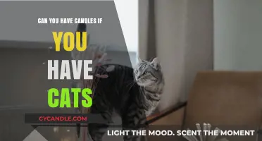 Candles and Cats: Safe Practices for Pet-Friendly Aromatherapy
