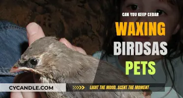 Keeping Cedar Waxwings as Pets: Ethical Considerations and Practical Challenges