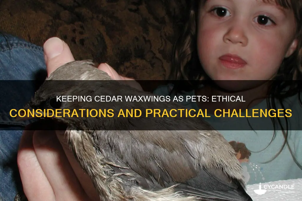 can you keep cedar waxing birdsas pets