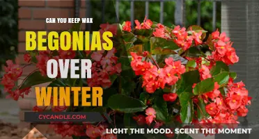 How to Successfully Keep Wax Begonias Alive Through Winter