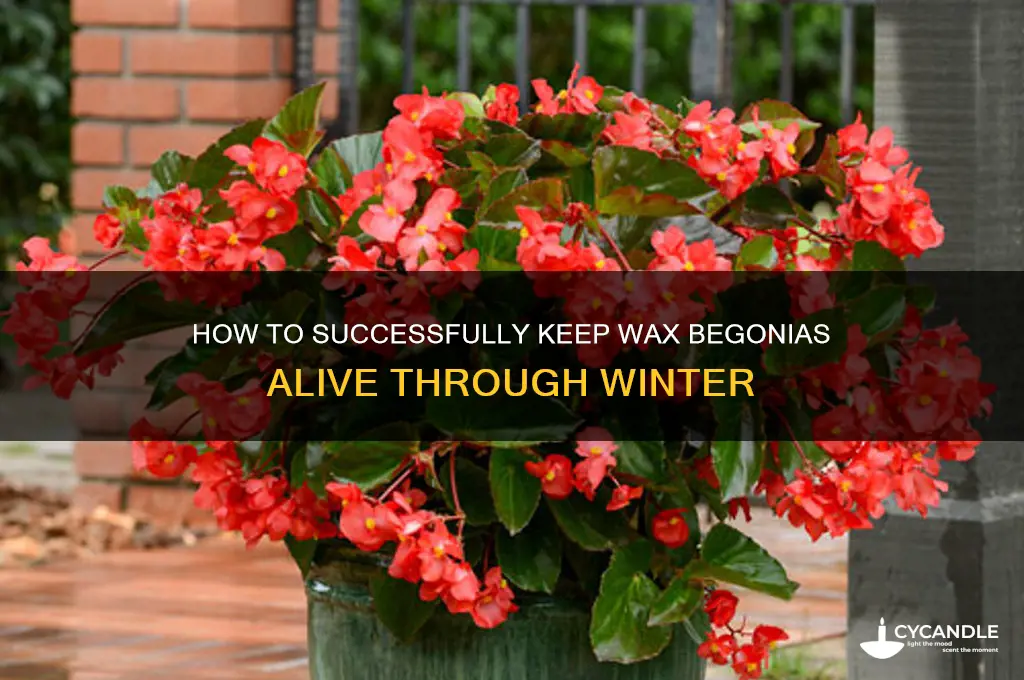 can you keep wax begonias over winter