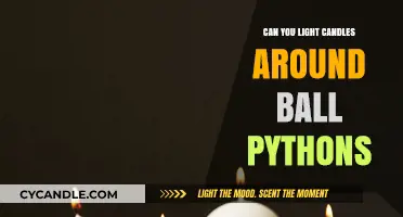 Candles Near Ball Pythons: Safe or Risky Practice?