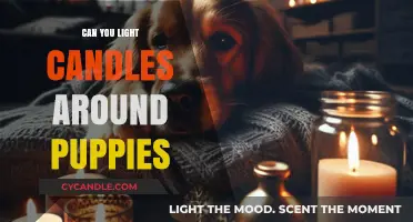 Candles and Puppies: Safe Practices for Pet-Friendly Ambiance