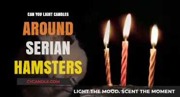 Candle Safety Around Syrian Hamsters: What You Need to Know