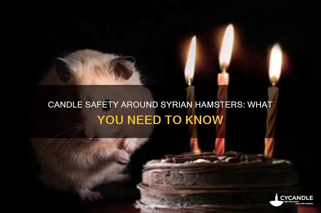can you light candles around serian hamsters