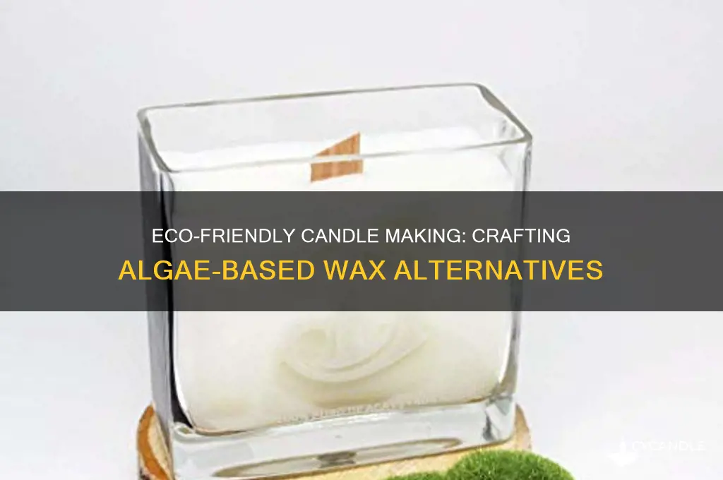 can you make candles out of algae