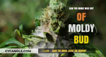 Can Moldy Bud Be Transformed into Usable Wax Safely?
