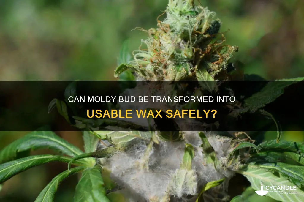 can you make wax out of moldy bud