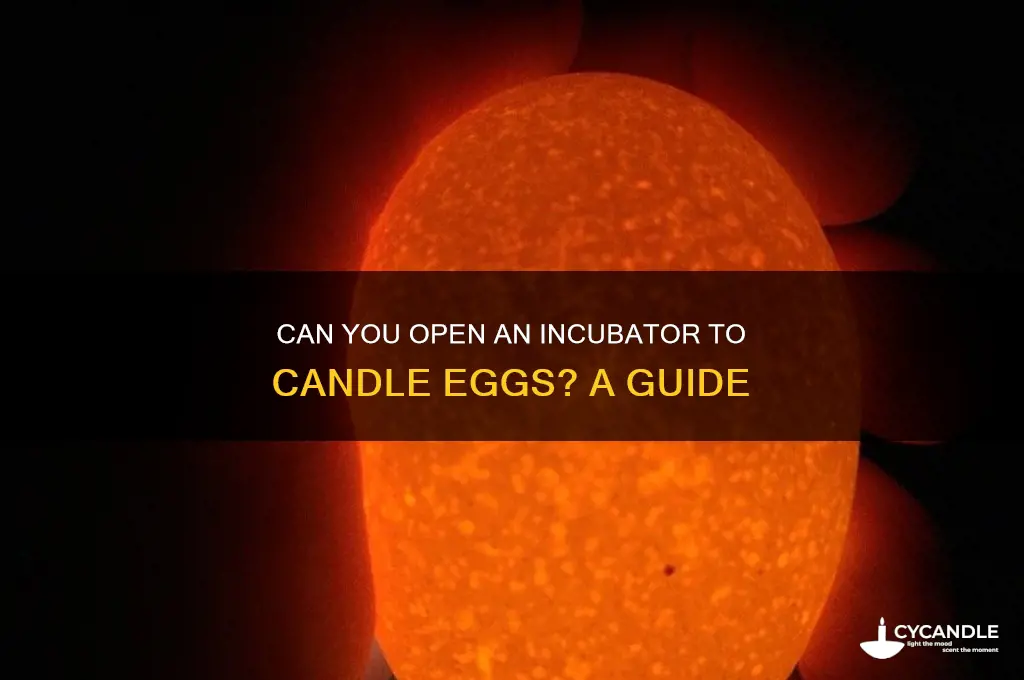 can you open incubator to candle eggs