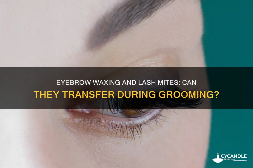 can you pick up mites on lash from waxing eyebrows