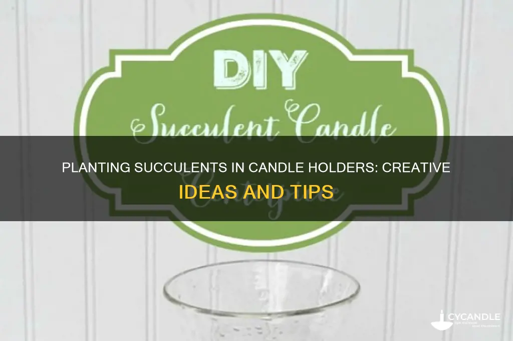 can you plant a succulent in a candle holder