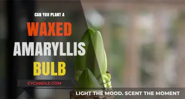 Planting Waxed Amaryllis Bulbs: Tips for Blooming Success
