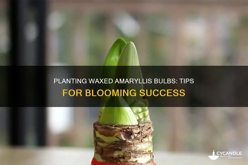 can you plant a waxed amaryllis bulb