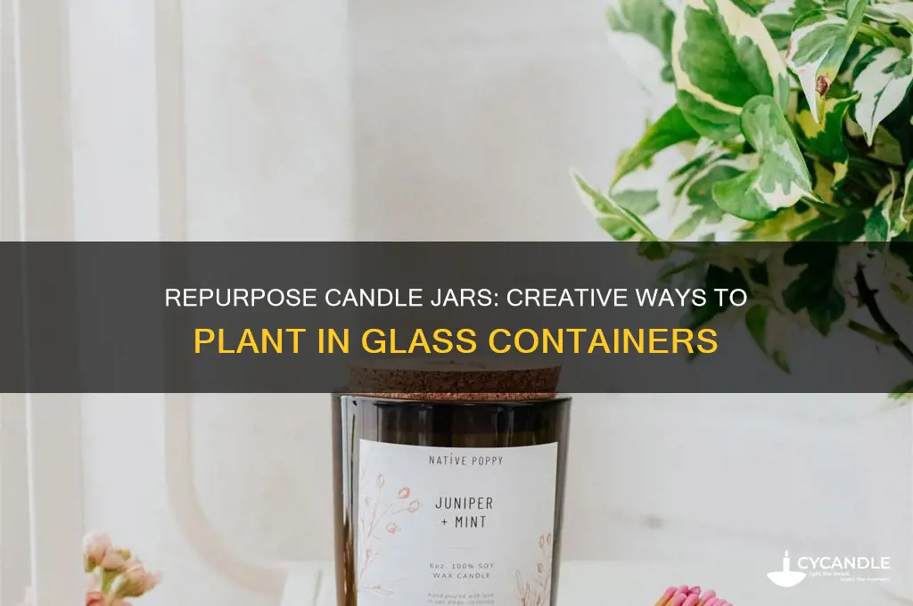 can you plant something in a candle jar