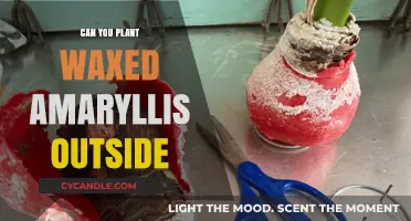Planting Waxed Amaryllis Outdoors: Tips for Successful Garden Growth