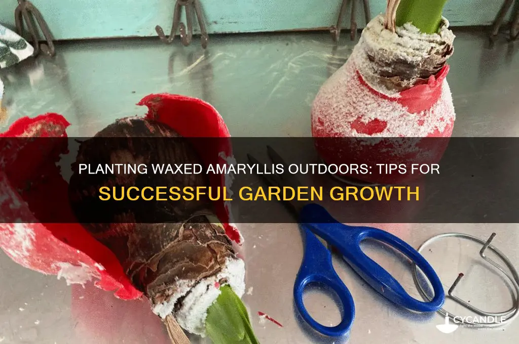 can you plant waxed amaryllis outside