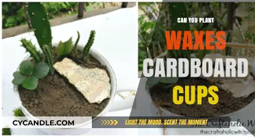 Can You Plant Wax-Coated Cardboard Cups? Eco-Friendly Gardening Tips
