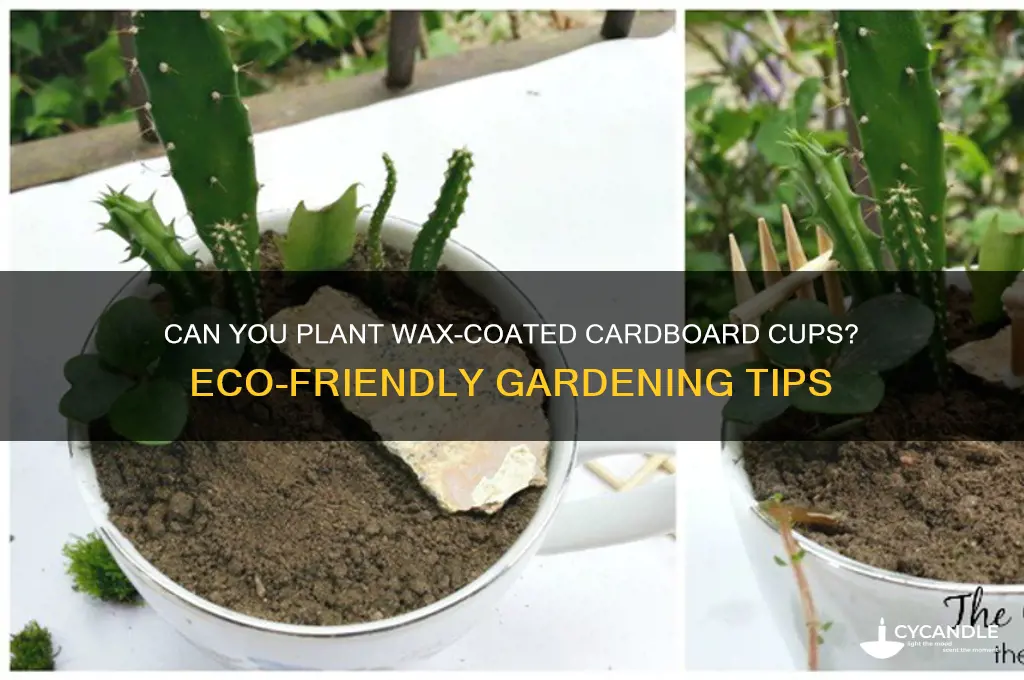 can you plant waxes cardboard cups