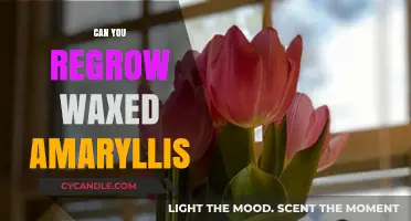 Regrowing Waxed Amaryllis: Tips for Reblooming Your Favorite Bulb