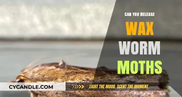 Releasing Wax Worm Moths: Benefits, Risks, and Best Practices Explained