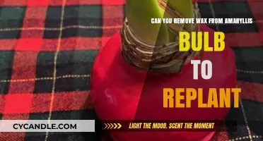Removing Wax from Amaryllis Bulbs: A Guide to Replanting Successfully